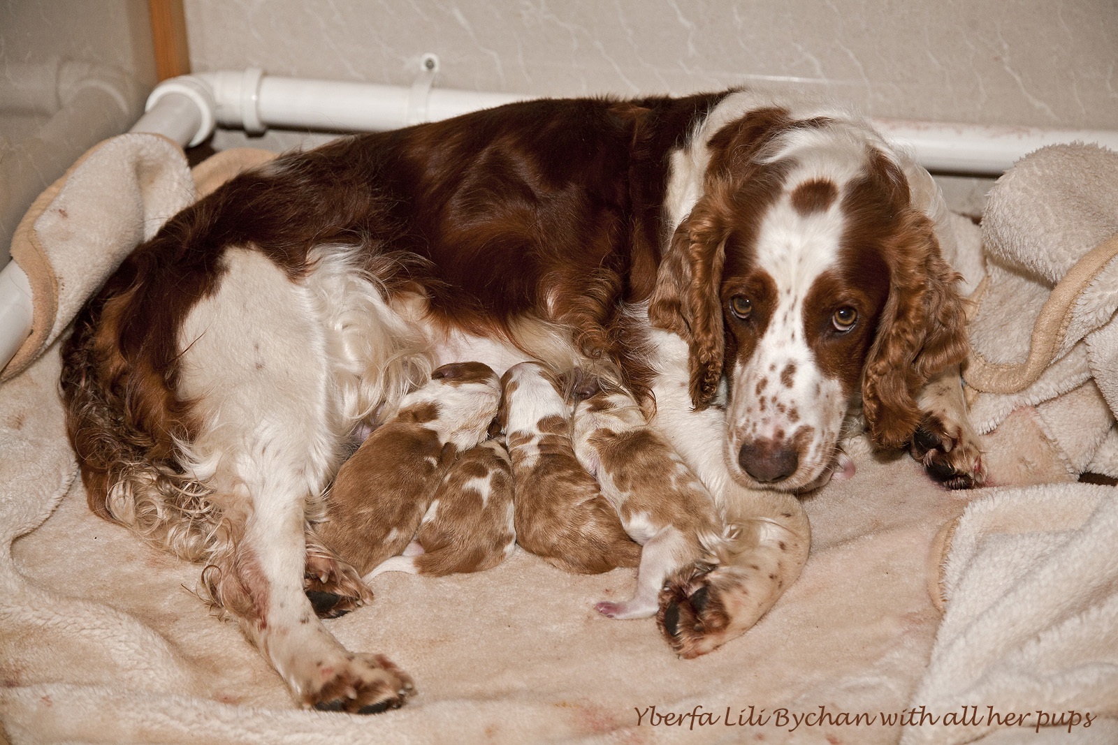 Yberfa Lili Bychan\'s first litter.