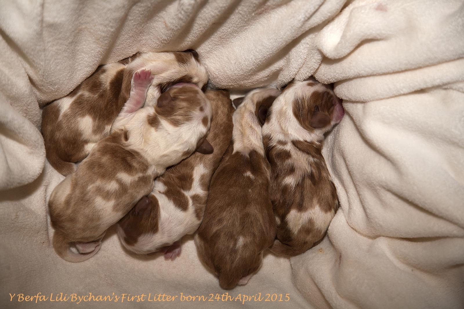 Yberfa Lili Bychan's first litter.